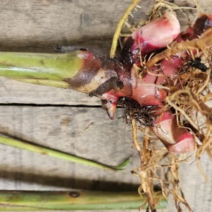 2 Hawaiian Red Ginger Rhizomes - Alpinia Purpurata Tropical Live Plant - Image 5