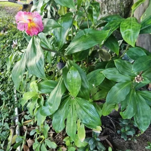 2 Hawaiian Red Ginger Rhizomes - Alpinia Purpurata Tropical Live Plant - Image 8