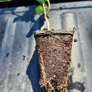 2 Hedera Ivy Live Plants – Evergreen Climbing Ground Cover, Indoor/Outdoor - Image 2