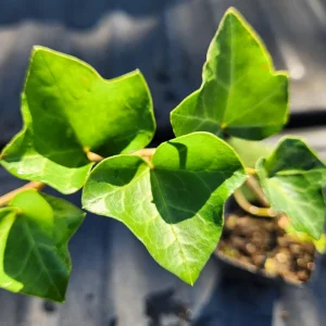 2 Hedera Ivy Live Plants – Evergreen Climbing Ground Cover, Indoor/Outdoor - Image 1