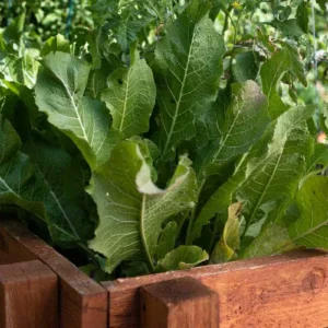 2 Horseradish Plant Bare Roots - Armoracia rusticana - Hardy Perennial - Image 2