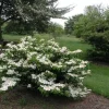 2 Japanese Snowball Viburnum Plicatum Tomentosum Bare-root Plant - Image 1