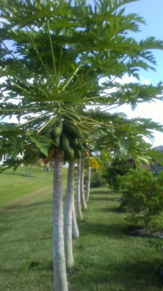 2 lbs Fresh Organic Papaya Leaves Hand Picked - Lá Đu Đủ - Image 2