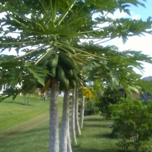 2 lbs Fresh Organic Papaya Leaves Hand Picked - Lá Đu Đủ - Image 1