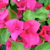 2 Live Bougainvillea Plants, Juanita Hatten, 4-6" Tall, Pink Bracts - Image 1
