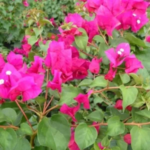 2 Live Bougainvillea Plants, Juanita Hatten, 4-6