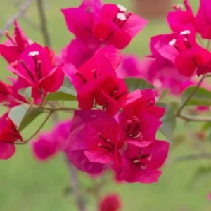 2 Live Bougainvillea Plants, Juanita Hatten, 4-6