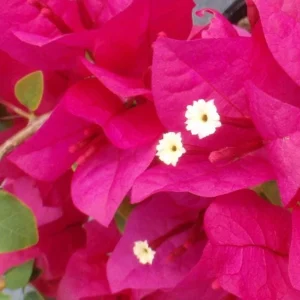 2 Live Bougainvillea Plants, Juanita Hatten, 4-6