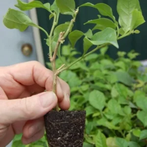 2 Live Bougainvillea Plants, Juanita Hatten, 4-6