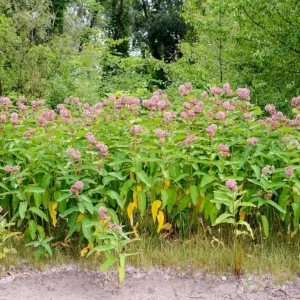2 Live Broadleaf Milkweed Plant - 4-6
