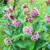 2 Live Broadleaf Milkweed Plant - 4-6" Tall Asclepias Syriaca Starter for Pollinators - Image 1