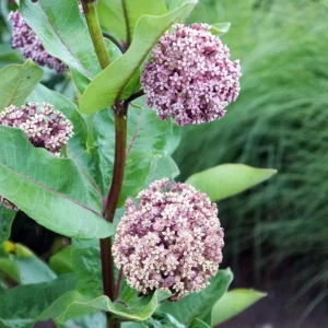 2 Live Broadleaf Milkweed Plant - 4-6