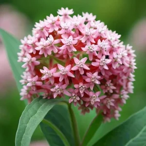 2 Live Broadleaf Milkweed Plant - 4-6