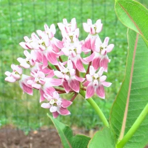 2 Live Broadleaf Milkweed Plant - 4-6