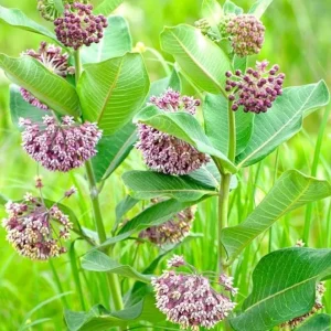2 Live Broadleaf Milkweed Plant - 4-6