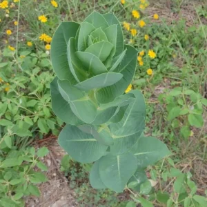 2 Live Broadleaf Milkweed Plant - 4-6