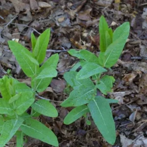 2 Live Broadleaf Milkweed Plant - 4-6