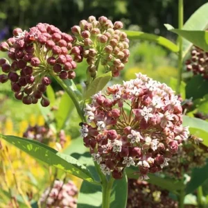 2 Live Broadleaf Milkweed Plant - 4-6