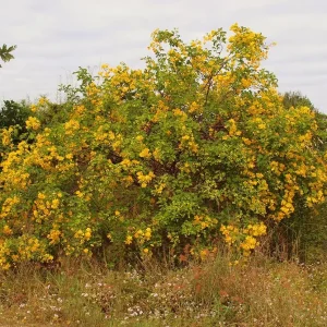 2 Live Cassia Butterfly Bush Plants – Senna bicapsularis – 4-6