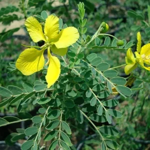 2 Live Cassia Butterfly Bush Plants – Senna bicapsularis – 4-6