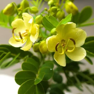 2 Live Cassia Butterfly Bush Plants – Senna bicapsularis – 4-6" Tall – Outdoor - Image 1