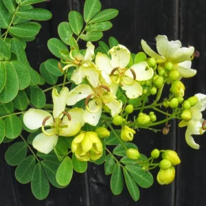 2 Live Cassia Butterfly Bush Plants – Senna bicapsularis – 4-6