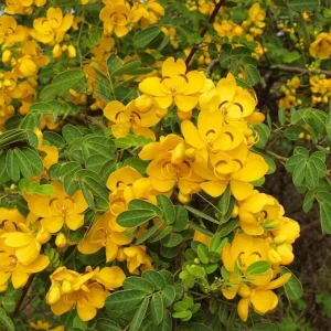 2 Live Cassia Butterfly Bush Plants – Senna bicapsularis – 4-6