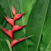 2 Live Heliconia Iris Rhizomes - Tropical Flowering Plant for Gardens - Image 1