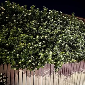 2 Live Night Blooming Jasmine Plants – 4-6