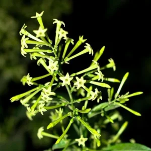 2 Live Night Blooming Jasmine Plants – 4-6