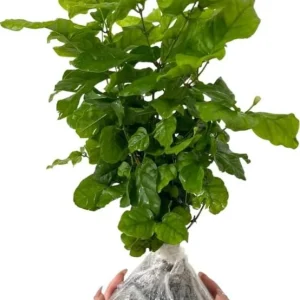 2 Live Night Blooming Jasmine Plants – 4-6