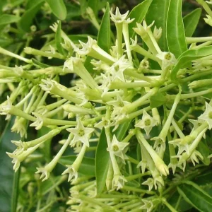 2 Live Night Blooming Jasmine Plants – 4-6