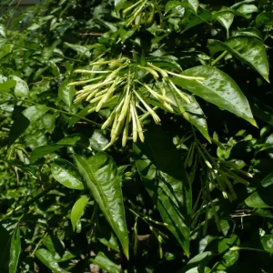 2 Live Night Blooming Jasmine Plants – 4-6