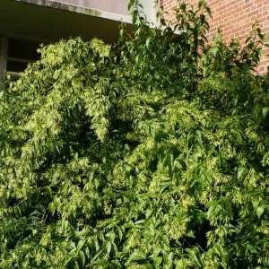 2 Live Night Blooming Jasmine Plants – 4-6