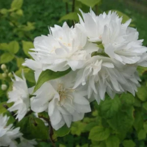 2 Mock Orange Minnesota Snowflake Bare Root Cuttings - Fragrant White Flowers, 1-2 ft Tall Outdoor Shrub - Image 1