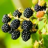 2 Navaho Thornless Blackberry Live Starter Plants - Sweet Fruit, Upright - Image 1