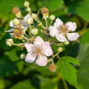 2 Navaho Thornless Blackberry Live Starter Plants - Sweet Fruit, Upright - Image 3