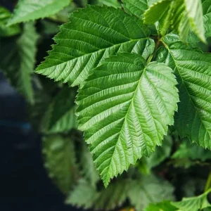 2 Navaho Thornless Blackberry Live Starter Plants - Sweet Fruit, Upright - Image 4