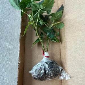 2 Navaho Thornless Blackberry Live Starter Plants - Sweet Fruit, Upright - Image 8