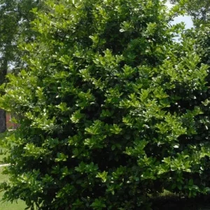 2 Needlepoint Holly Plants - Live Evergreen Shrubs for Hedge, 6" Tall - Image 1