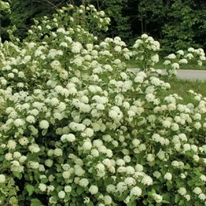 2 Ninebark Bare-root Plants - Physocarpus opulifolius Deciduous Shrub - Image 5