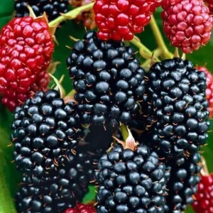 2 Osage Thornless Blackberry Live Plants – Sweet Fruit, Zones 5-9 - Image 2
