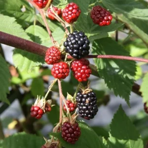 2 Osage Thornless Blackberry Live Plants – Sweet Fruit, Zones 5-9 - Image 3