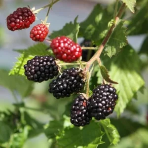 2 Osage Thornless Blackberry Live Plants – Sweet Fruit, Zones 5-9 - Image 1