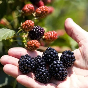 2 Osage Thornless Blackberry Live Plants – Sweet Fruit, Zones 5-9 - Image 4