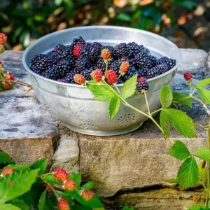 2 Osage Thornless Blackberry Live Plants – Sweet Fruit, Zones 5-9 - Image 5