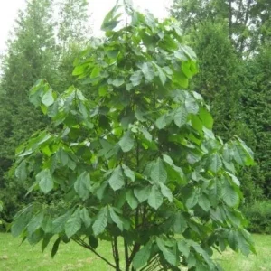 2 Paw Paw Tree Bare Root (Asimina Triloba) – Fruit Bearing Tree - Image 3