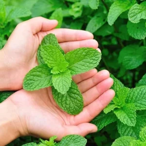 2 Peppermint Live Plants – Herb Starter, 4-6 inches tall, Fragrant Green Leaves - Image 10