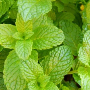 2 Peppermint Live Plants – Herb Starter, 4-6 inches tall, Fragrant Green Leaves - Image 3