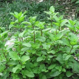 2 Peppermint Live Plants – Herb Starter, 4-6 inches tall, Fragrant Green Leaves - Image 4